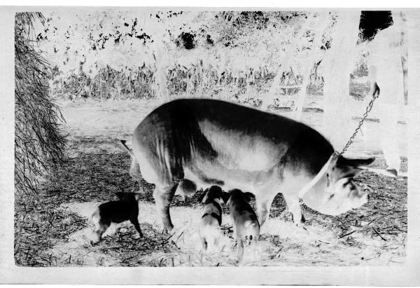 Prima Guerra Mondiale - San Zeno - Scrofa con maialini