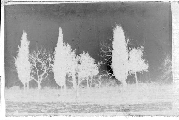 Prima Guerra Mondiale - San Zeno - Cimitero - Alberi