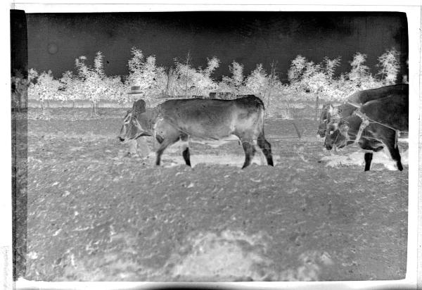 Prima Guerra Mondiale - San Zeno (dintorni) - Campagna - Contadino guida i buoi attaccati all'aratro