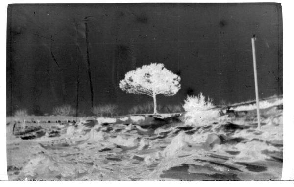 Prima Guerra Mondiale - Belvedere di Tezze sul Brenta - Campagna - Albero sotto la neve