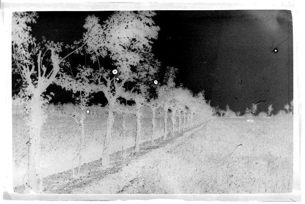 Prima Guerra Mondiale - Veneto (?) - Campagna - Filare d'alberi