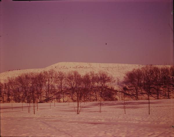 Milano. Monte Stella. Sotto la neve. Alberi. Inverno.