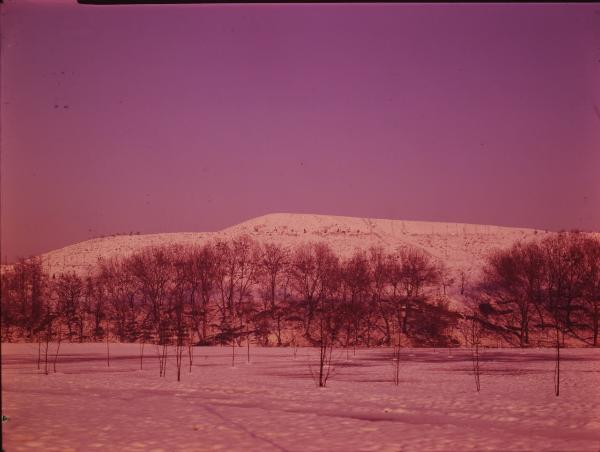 Milano. Monte Stella. Sotto la neve. Alberi. Inverno.