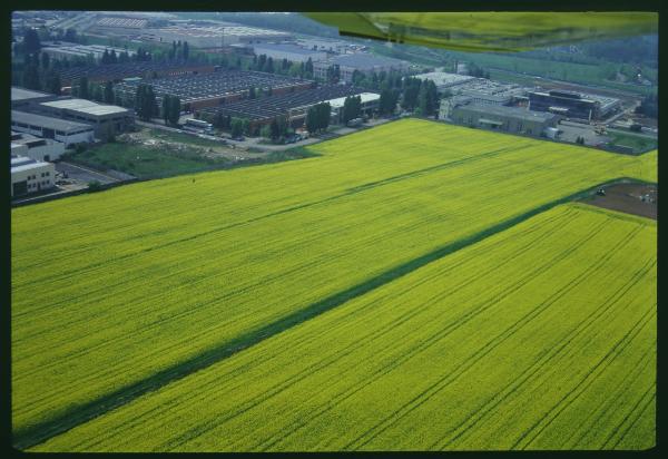 Lombardia. Campi coltivati a grano. Veduta aerea.