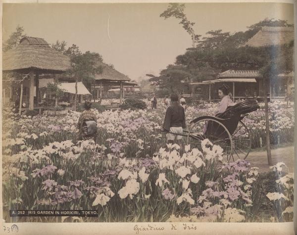 Giappone - Tokyo - Giardino Horikiri - Iris - Jinrikisha - "Meisho"