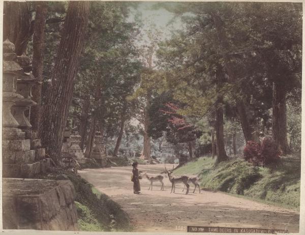 Giappone - Nara - Santuario Shinto di Kasuga - Kasuga Taisha - "Meisho"