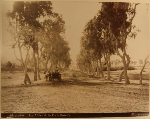 Egitto - Alessandria - Boulevard de Rosette (già via Canopica) - Alberi - Carro con persone