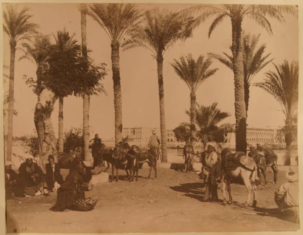 Egitto - Il Cairo - Quartiere di Gezira - Passeggiata alberata lungo fiume - Venditori ambulanti - Asini