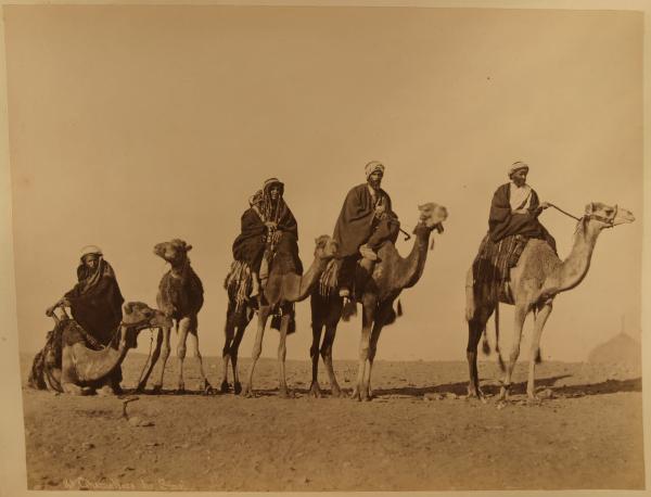 Egitto - Deserto del Sinai - Cammelli con cammellieri