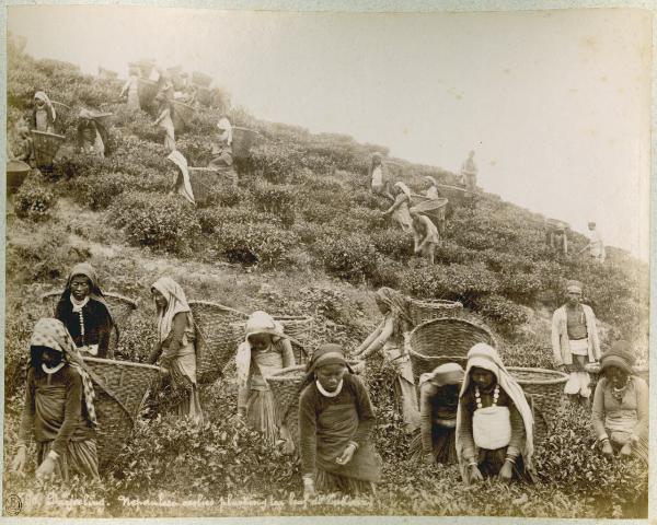 India - Darjeeling dintorni - Tukvar - Piantagione di té - Raccoglitrici di té al lavoro - Raccolta del té