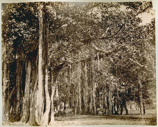 India - Chennai (già Madras) - Foresta - Albero - Banyan