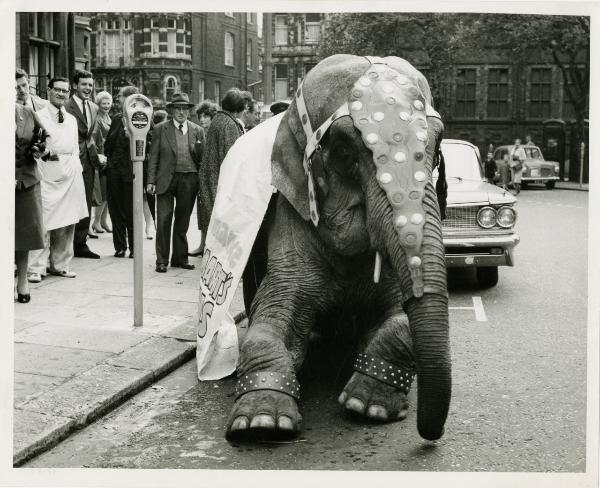 Londra - Carlos Place - Elefante legato a un parchimetro