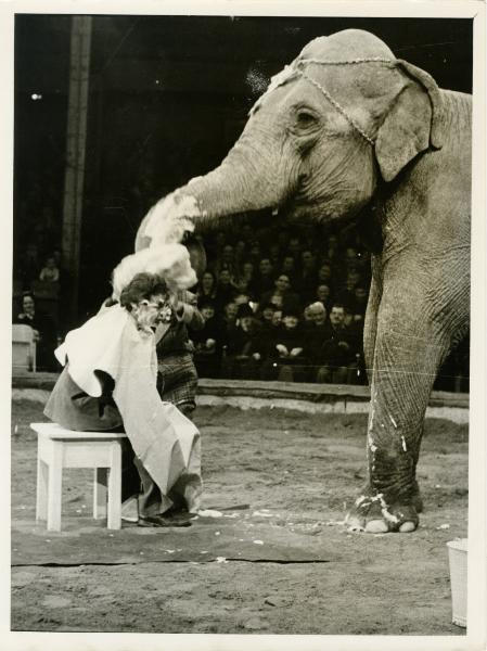 Monaco - Circo Knie - Il domatore Rusza e un elefante durante un'esibizione con la partecipazione di un "volontario"