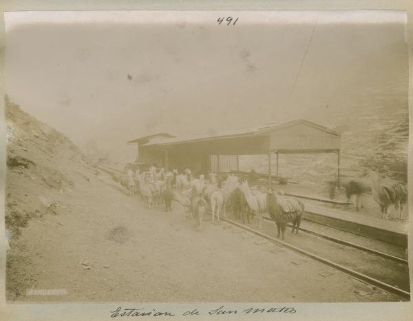 Perù - San Mateo - Ferrovia - Stazione - Binari - Mandria di alpaca
