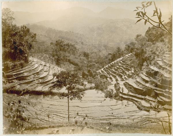 Sri Lanka (già Ceylon) - Strada per Kandy - Risaie a terrazza