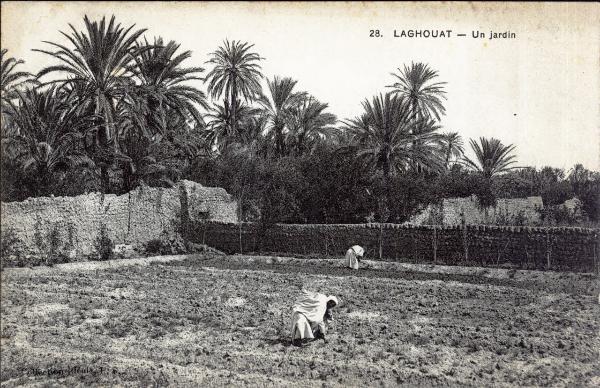 Algeria - Laghouat - Un giardino