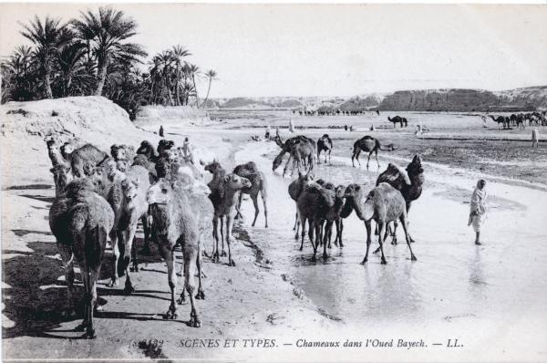 Algeria - Mandria di cammelli presso l'Oued Bayech