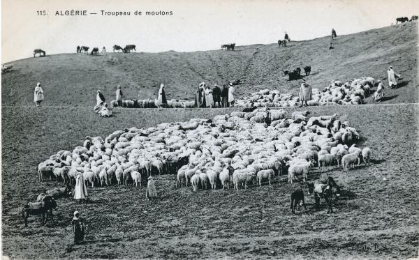 Algeria - mandria di montoni