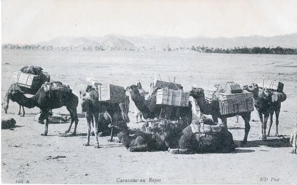 Algeria - Carovane in riposo