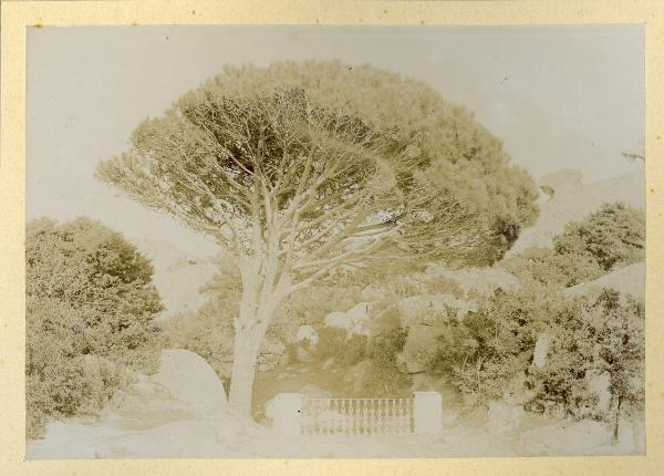 Caprera - Vegetazione - Pino marittimo - Balaustra - Luogo designato da Garibaldi per la sua cremazione