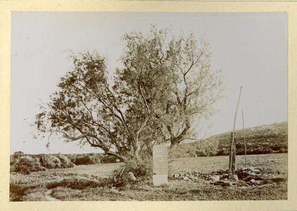 Caprera - Cippo della cavalla di Giuseppe Garibaldi detta "Marsala" - Albero