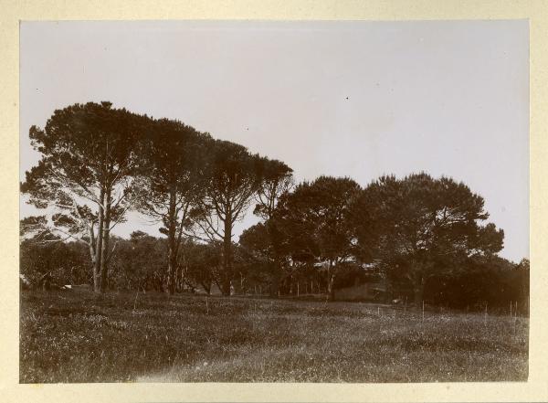 Caprera - Paesaggio - Alberi - Piantagione di pini e olivi realizzata da Giuseppe Garibaldi