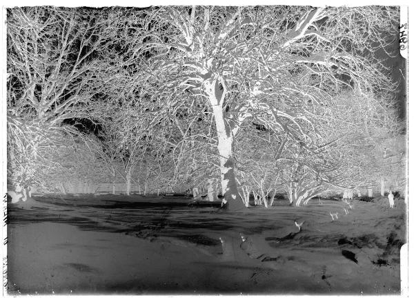 Milano - parco - paesaggio innevato - passanti