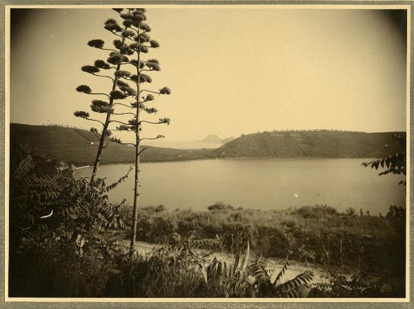 Napoli - Lago d'Averno - Agavi