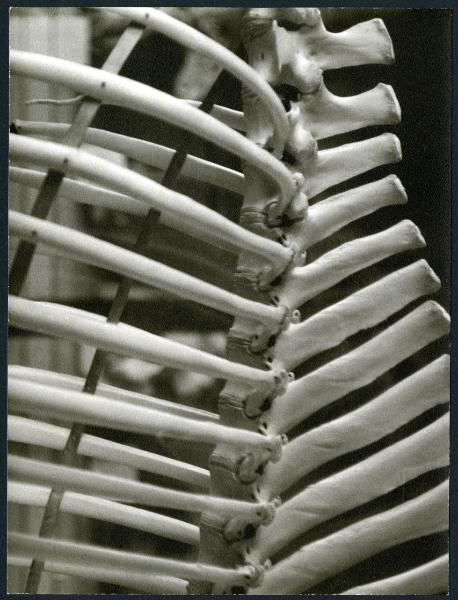 New York -Museo di Storia naturale - scheletro