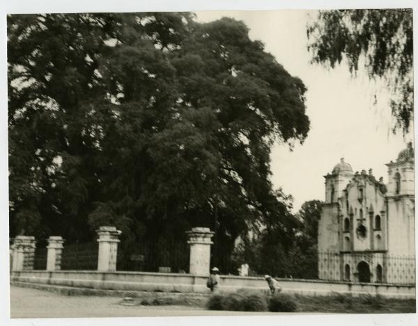 Messico - Oaxaca - Albero di Tule - Chiesa di Santa Maria del Tule