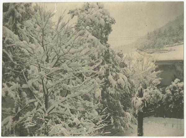 Esterno, montagna - Alberi con neve