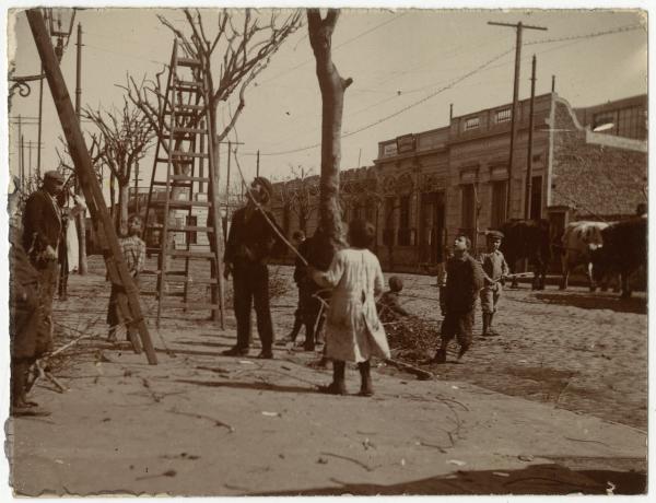 Esterno - Strada - Alberi, potatura - Gruppo di uomini e bambini - Bovini