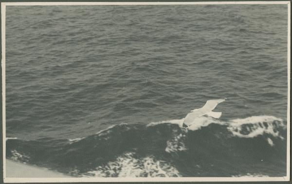 Mare - Onda - Gabbiano in volo sull'acqua - Veduta dalla nave da crociera