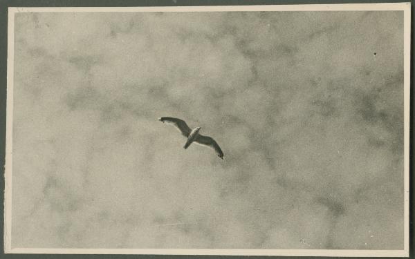 Cielo - Gabbiano in volo tra le nubi - Veduta dalla nave da crociera