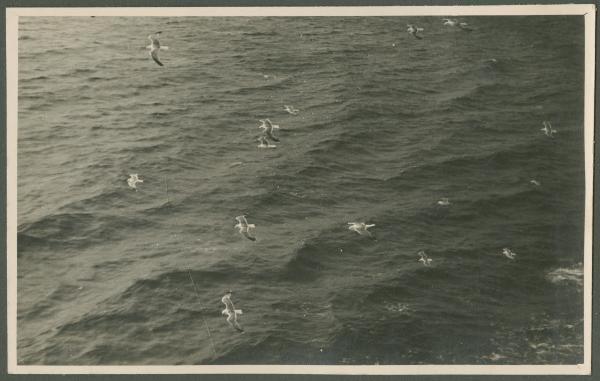 Mare - Gabbiani in volo sull'acqua - Veduta dalla nave da crociera