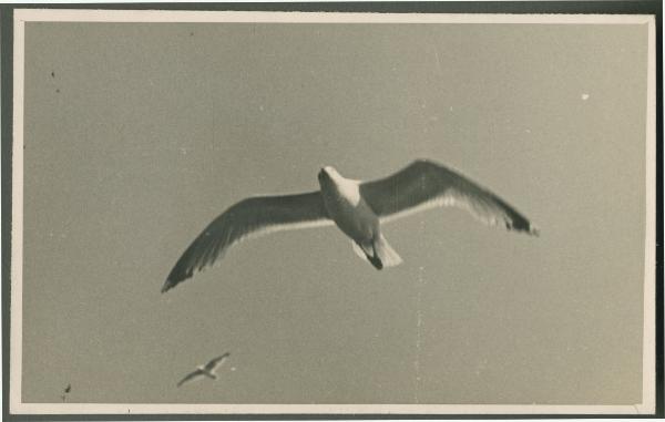 Cielo - Gabbiani in volo tra le nubi - Veduta dalla nave da crociera