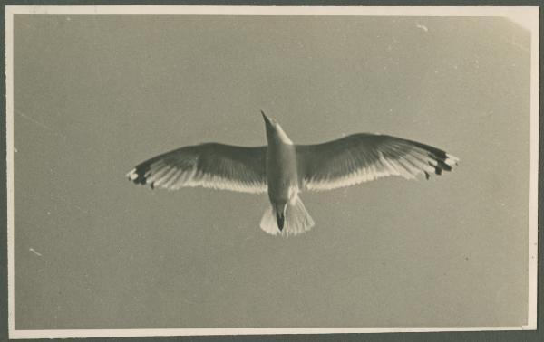 Cielo - Gabbiano in volo tra le nubi - Veduta dalla nave da crociera