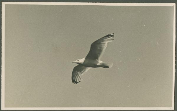 Cielo - Gabbiano in volo tra le nubi - Veduta dalla nave da crociera