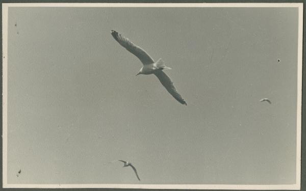 Cielo - Gabbiani in volo tra le nubi - Veduta dalla nave da crociera