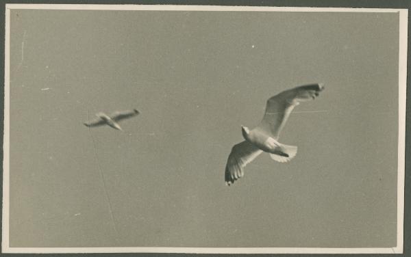 Cielo - Gabbiani in volo tra le nubi - Veduta dalla nave da crociera