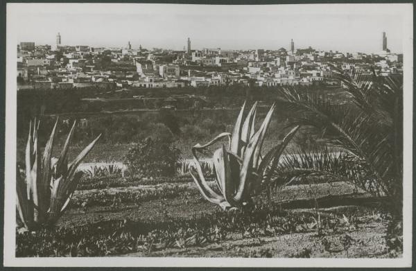 Meknès - Piante: agave, palme - Veduta della Medina