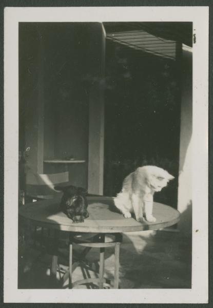 Teté, cane e Piumina, gatto su un tavolo - Milano - Casa di via Giorgio Jan, 15 - Balcone