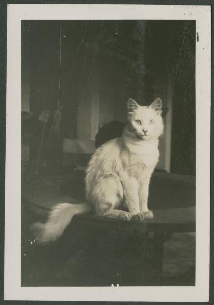 Piumina, gatto su un tavolo - Milano - Casa di via Giorgio Jan, 15 - Balcone