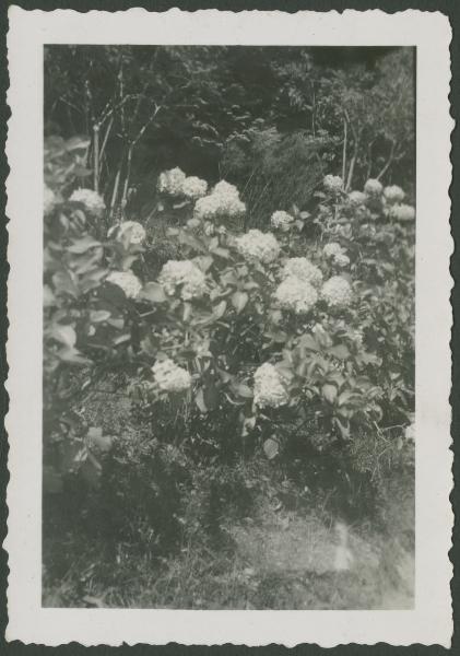 Stresa-Gignese: Alpino - Giardino - Fiori, ortensie