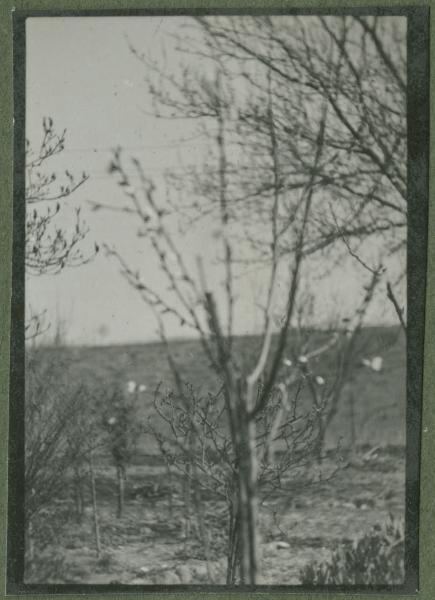 Esterno - Terreno agrario - Piante, alberi