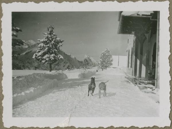 Braies: altopiano Prato Piazza - Neve - Due cani - Edificio - Dolomiti - Alberi