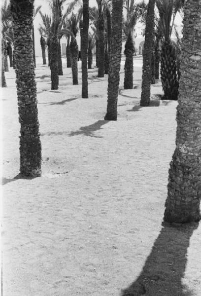 Prima Mostra Triennale delle Terre Italiane d'Oltremare - settore geografico - padiglione Libia - piantumazoine di palme