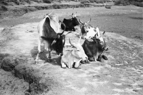 Viaggio in Africa. Mai Edaga - bovini