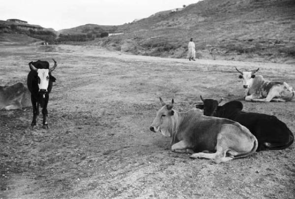 Viaggio in Africa. Afalba - bovini