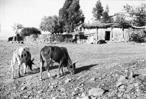 Viaggio in Africa. Afalba - bovini - spiazzo - capanna